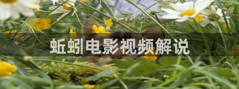 西瓜视频免费观看最新电视