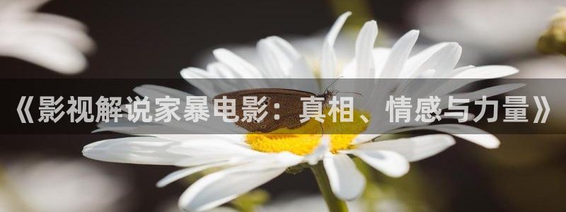 西瓜在线：《影视解说家暴电影：真相、情感与力量》